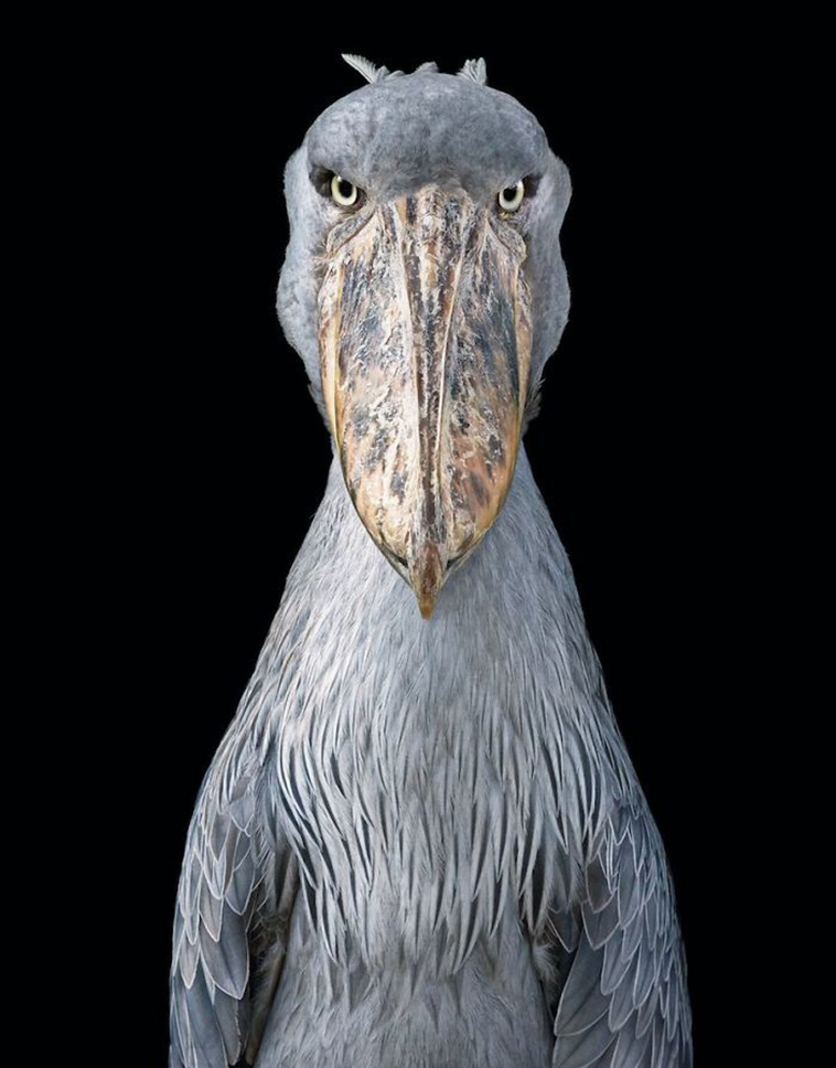 endangered animals photography tim flach
