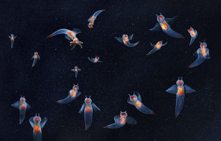 endangered animals photography tim flach