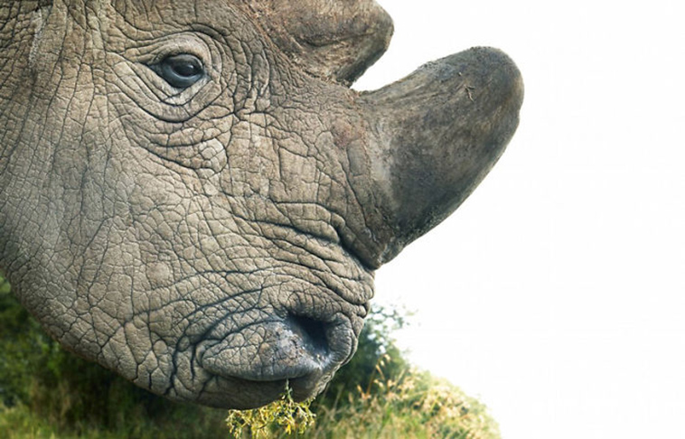 endangered animals photography tim flach