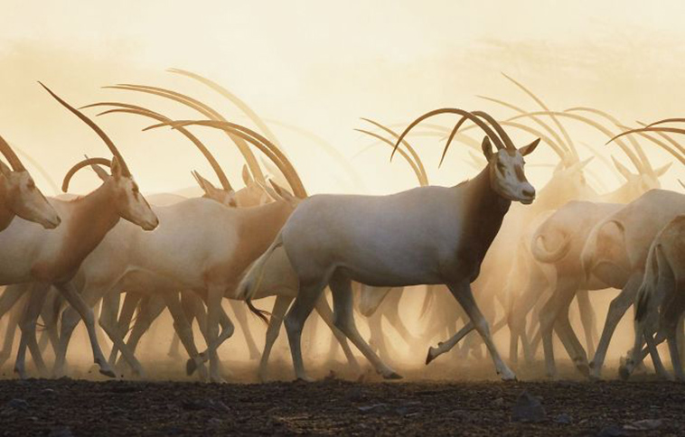 endangered animals photography tim flach