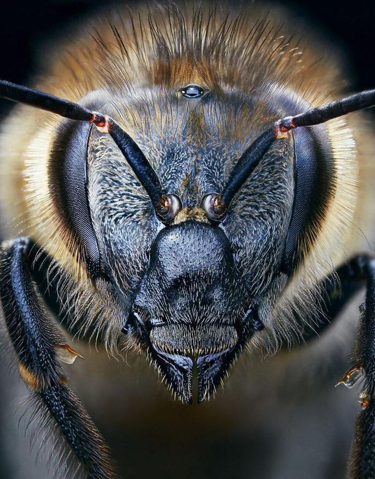 endangered animals photography tim flach