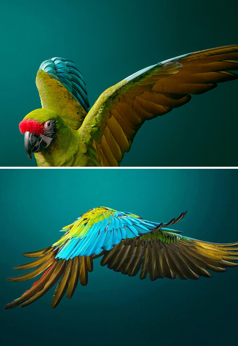 endangered animals photography tim flach