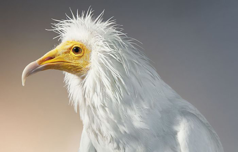 endangered animals photography tim flach
