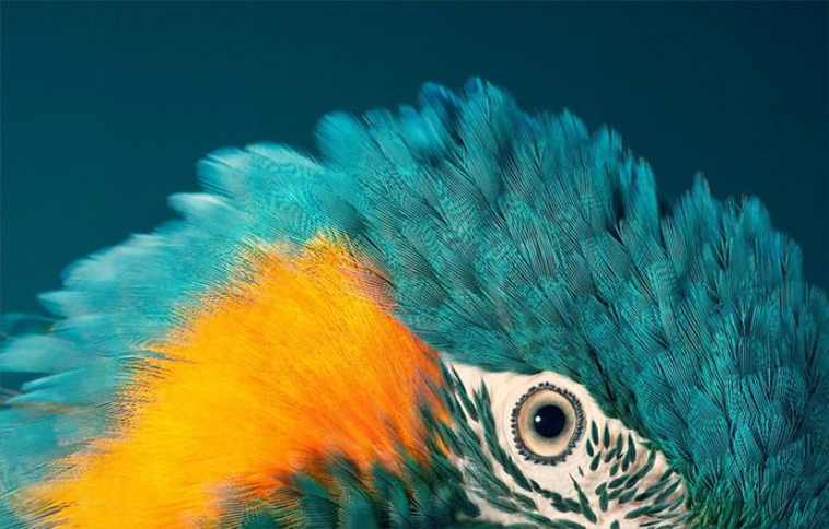 endangered animals photography tim flach