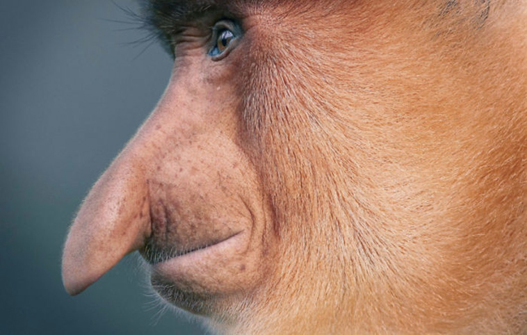 endangered animals photography tim flach
