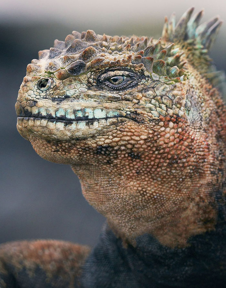 endangered animals photography tim flach
