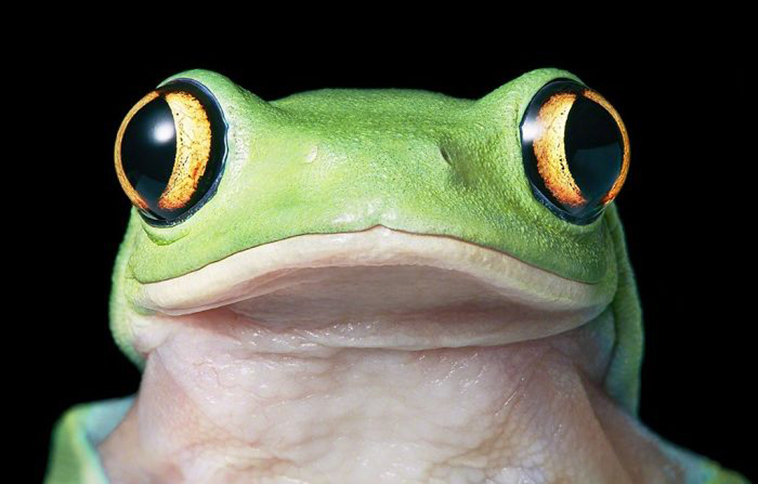 Yellow-Eyed Tree Frog<