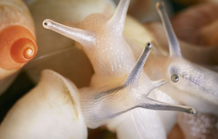 Partula Snails