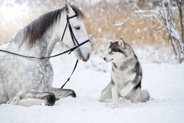 friendship between horse malamute