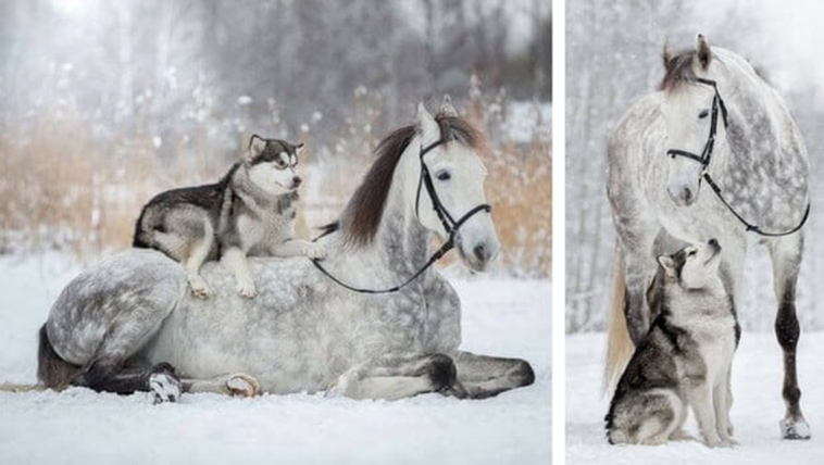 friendship between horse malamute