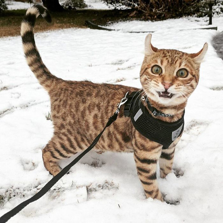 Animals Experienced Snow For The First Time