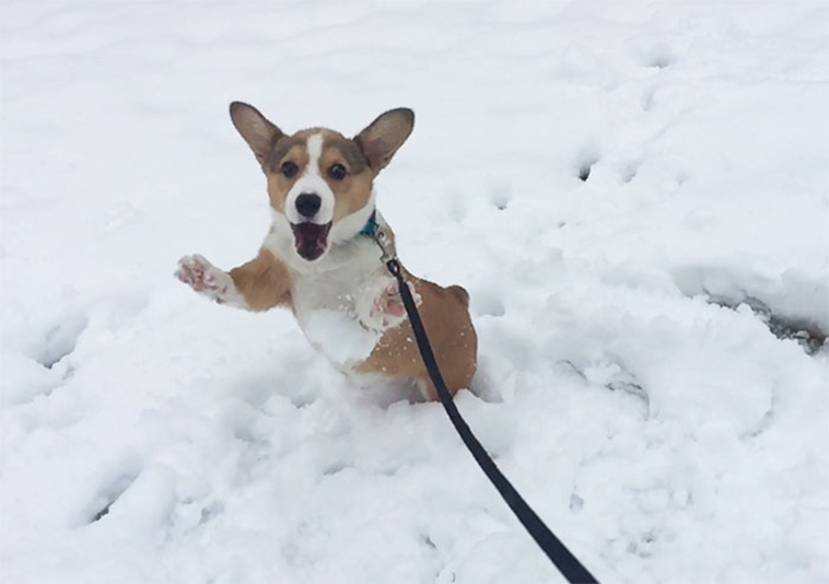 Animals Experienced Snow For The First Time