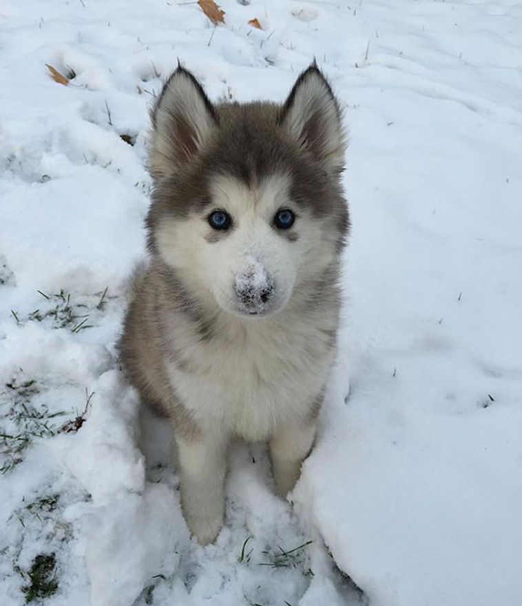 Animals Experienced Snow For The First Time