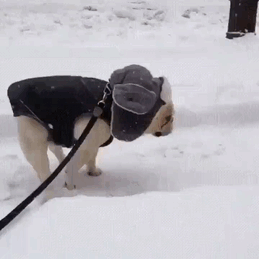 Animals Experienced Snow For The First Time