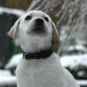 Animals Experienced Snow For The First Time