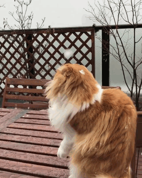 Animals Experienced Snow For The First Time