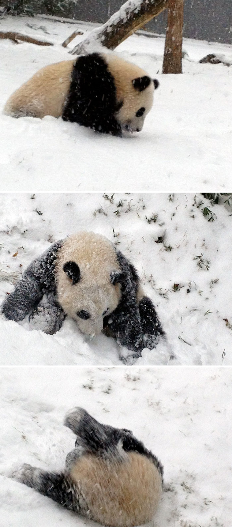 Animals Experienced Snow For The First Time