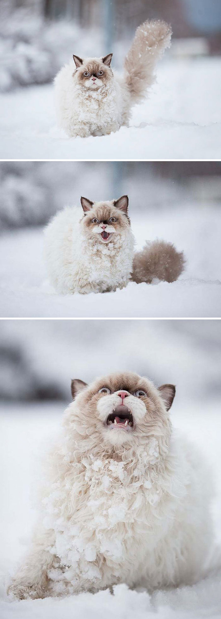 Animals Experienced Snow For The First Time