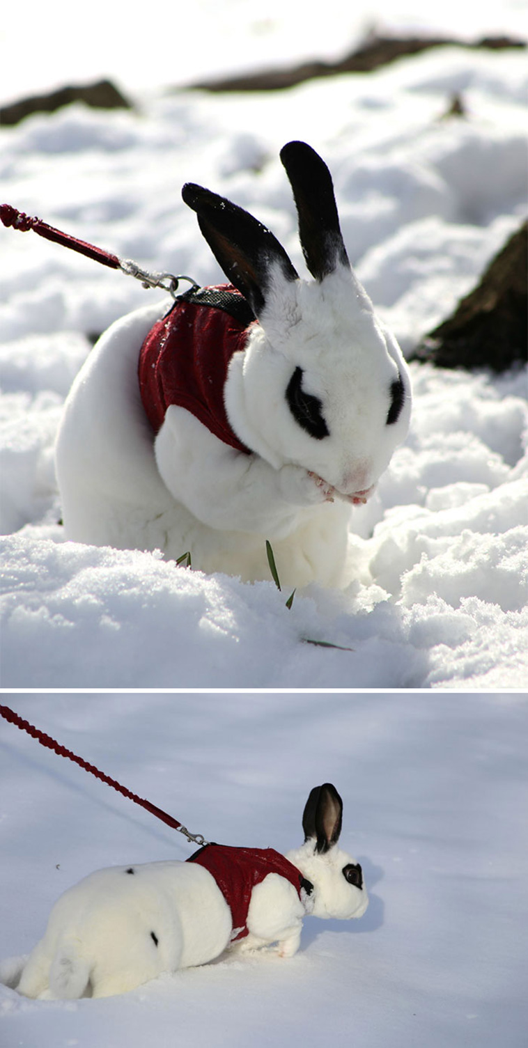 Animals Experienced Snow For The First Time