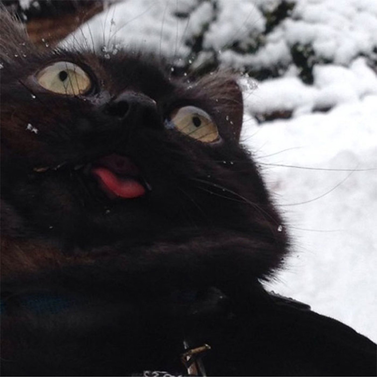 Animals Experienced Snow For The First Time