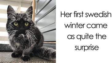 Animals Experienced Snow For The First Time