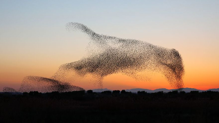 giant bird marmuration starlings daniel biber photography