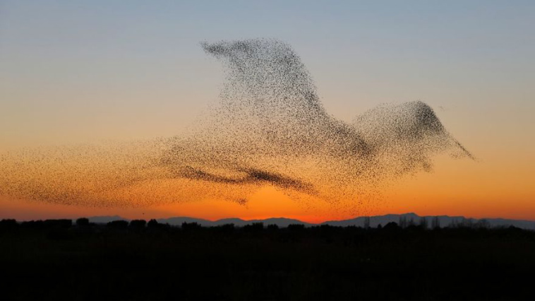 giant bird marmuration starlings daniel biber photography