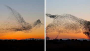 giant bird marmuration starlings daniel biber photography