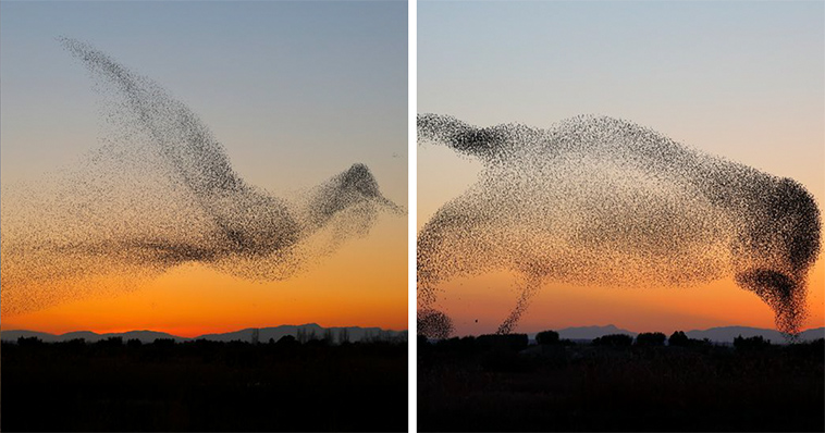 giant bird marmuration starlings daniel biber photography