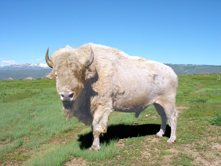 kill sacred white buffalo