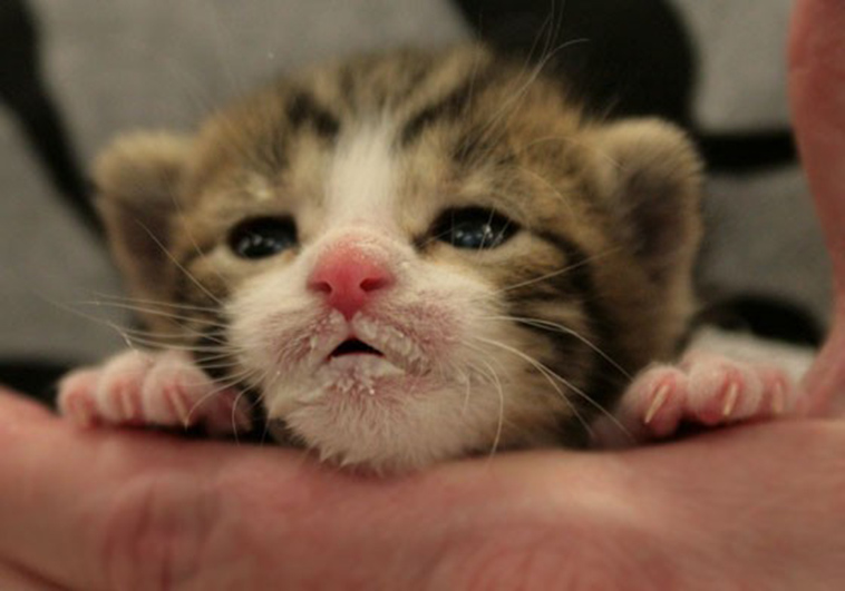kittens with food mustaches