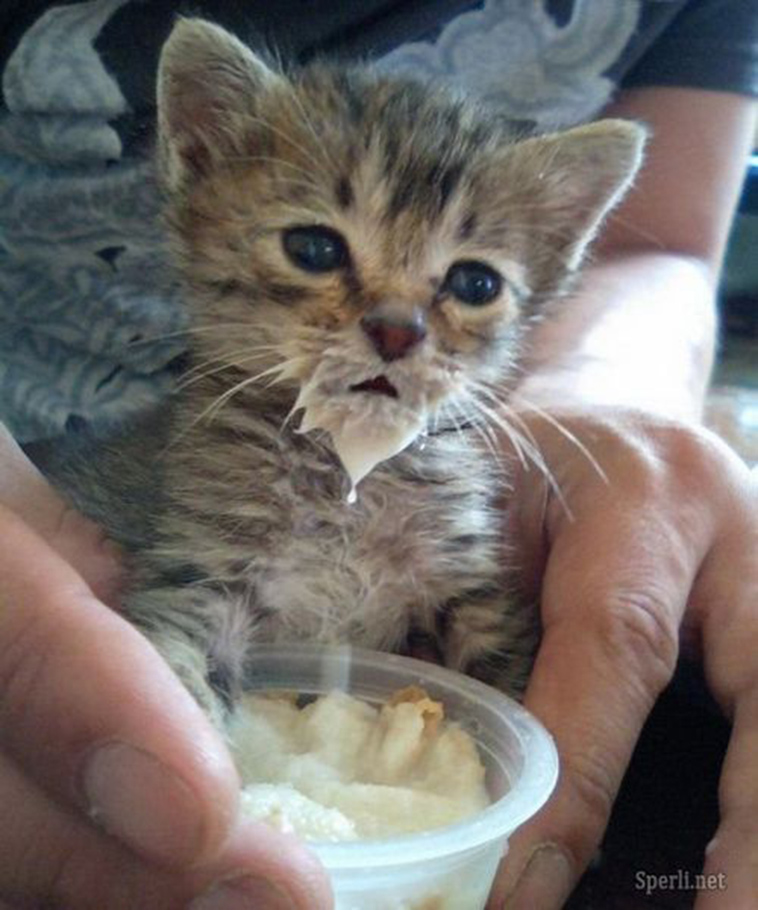 kittens with food mustaches