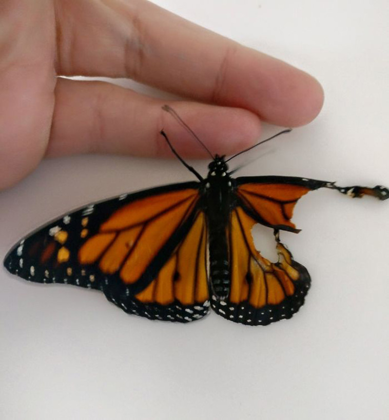 Surgery On Monarch Butterfly With Broken Wing