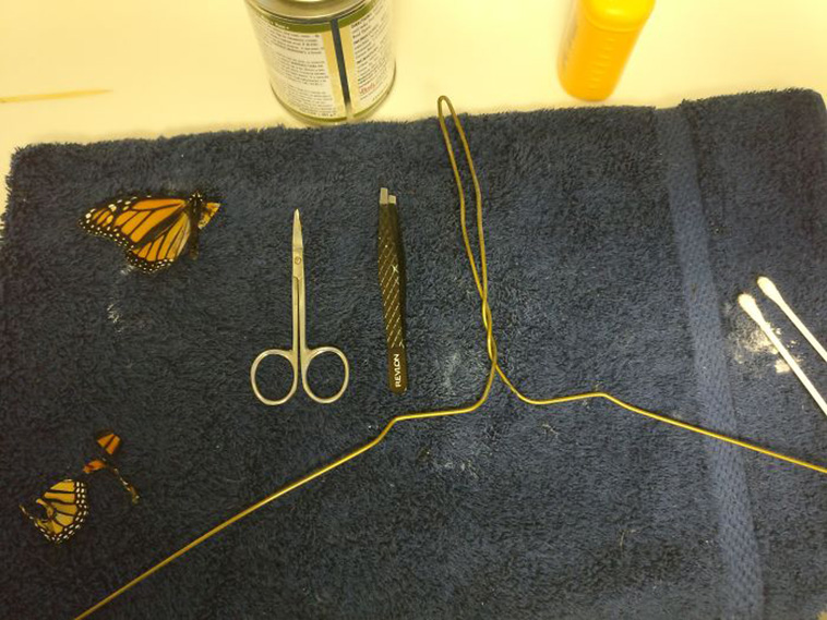 Surgery On Monarch Butterfly With Broken Wing