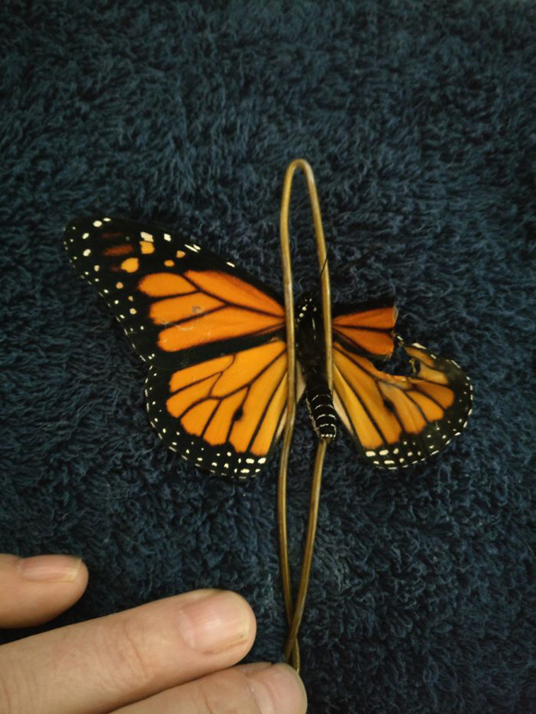 Surgery On Monarch Butterfly With Broken Wing
