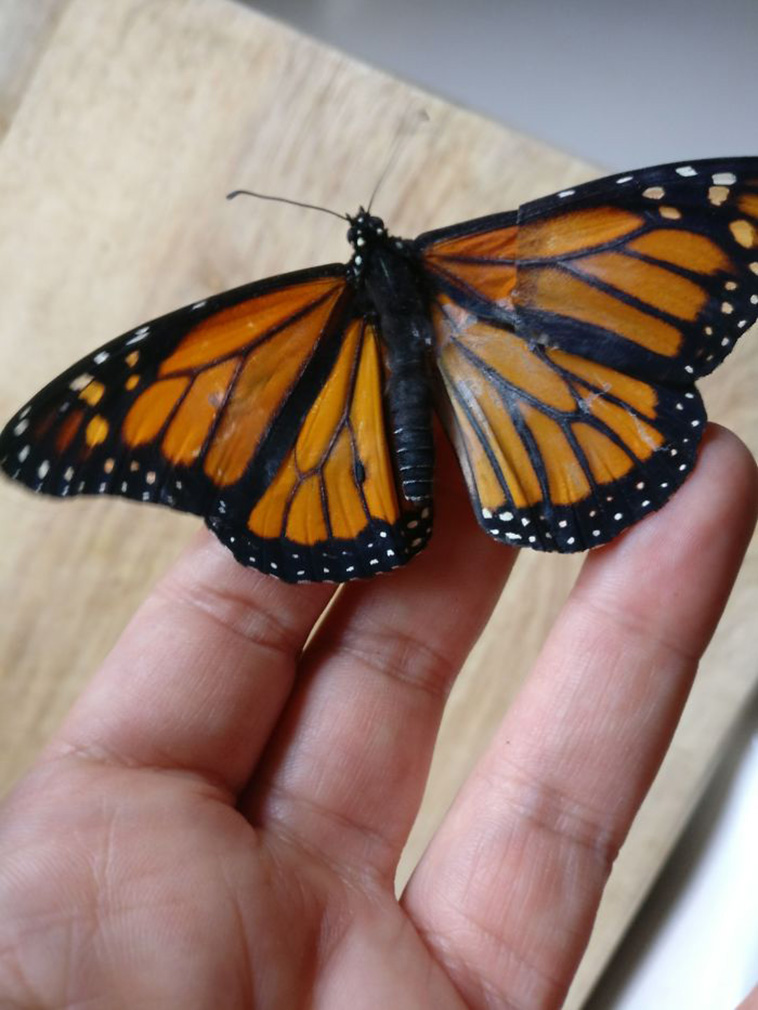Surgery On Monarch Butterfly With Broken Wing