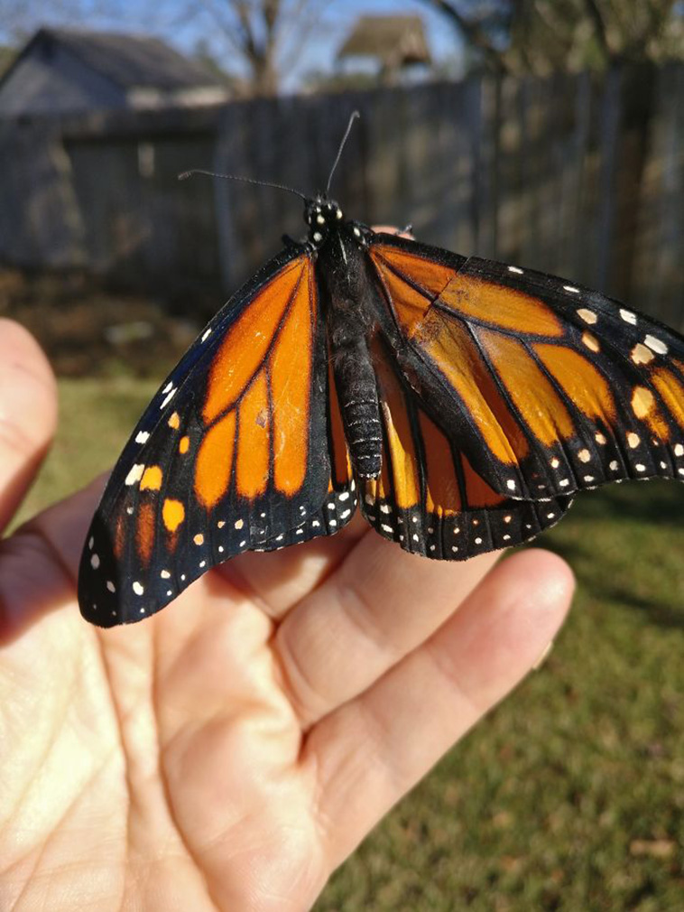 Surgery On Monarch Butterfly With Broken Wing