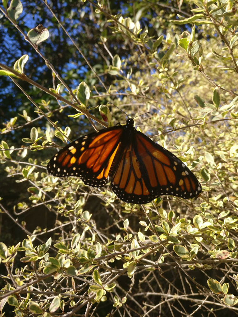 Surgery On Monarch Butterfly With Broken Wing