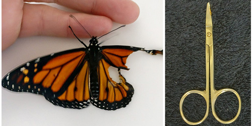 Woman Performs Surgery On Monarch Butterfly With Broken Wing