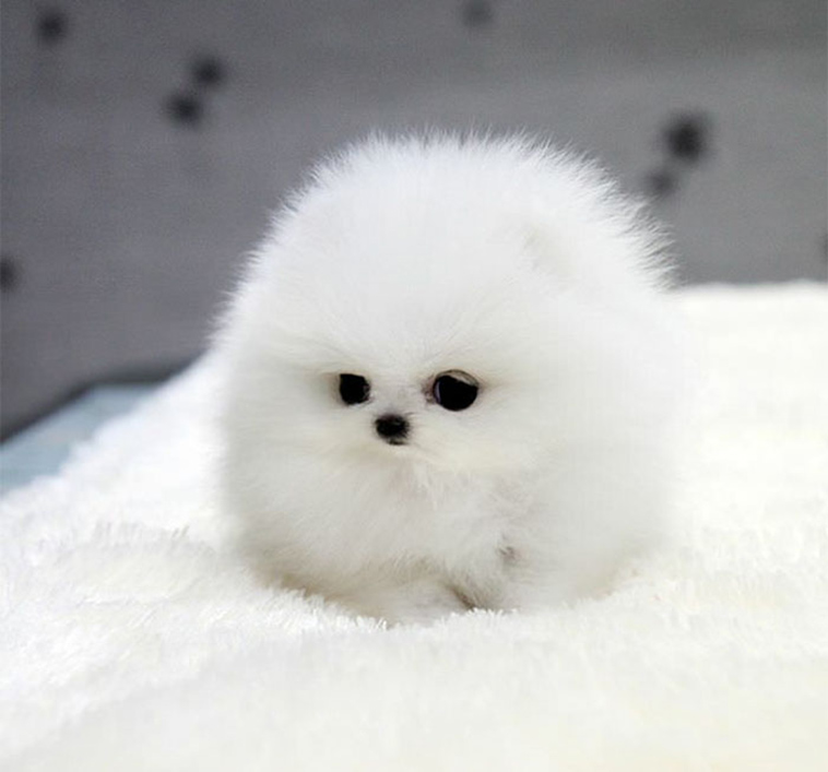 perfectly round animals