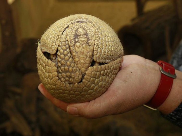 perfectly round animals