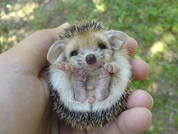 perfectly round animals