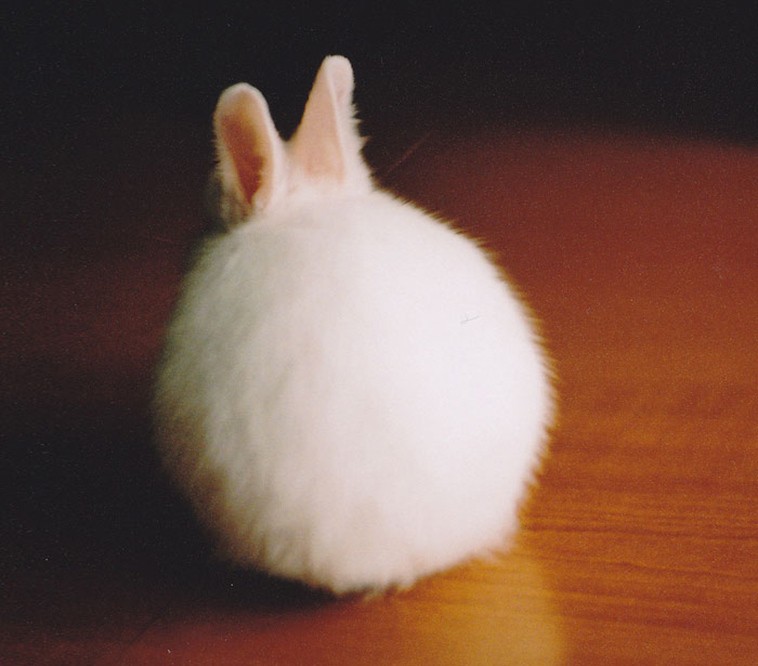 perfectly round animals
