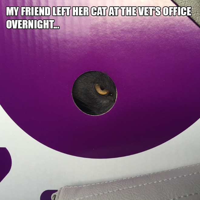 pets after vet