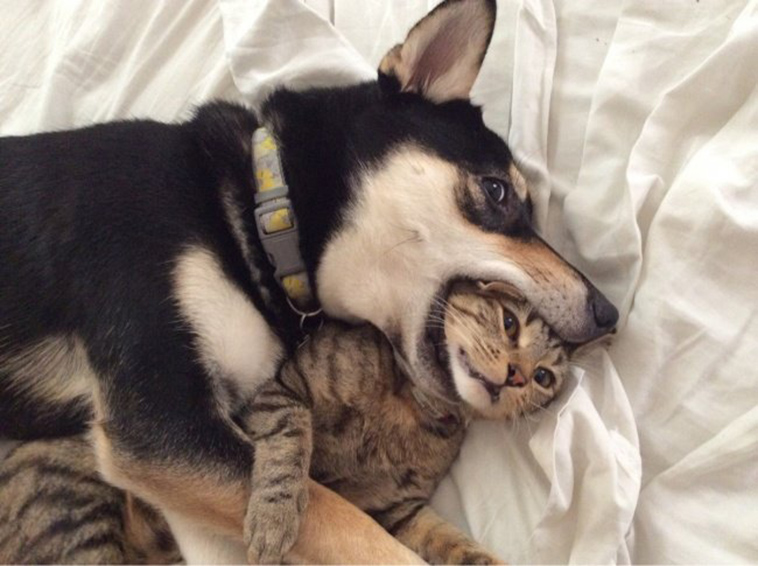 secret life of pets