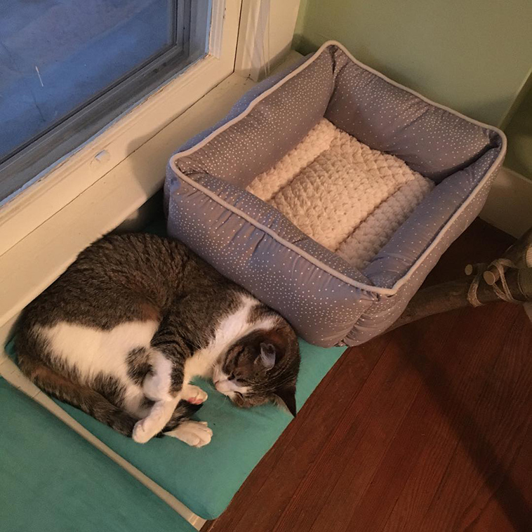 secret life of pets