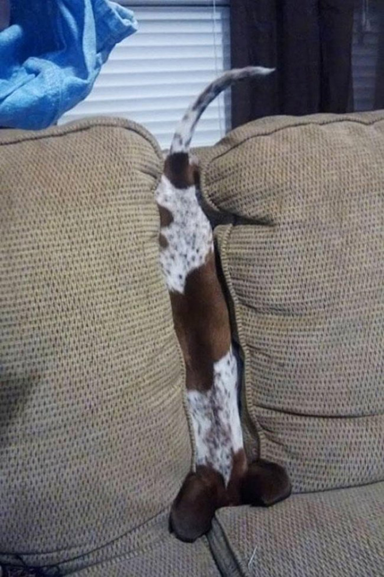 secret life of pets