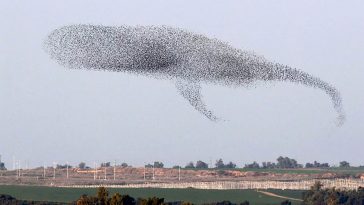 shape shifting birds