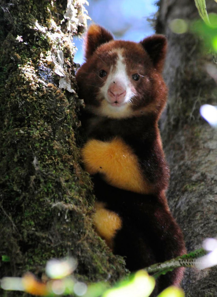 Tree-Kangaroos 