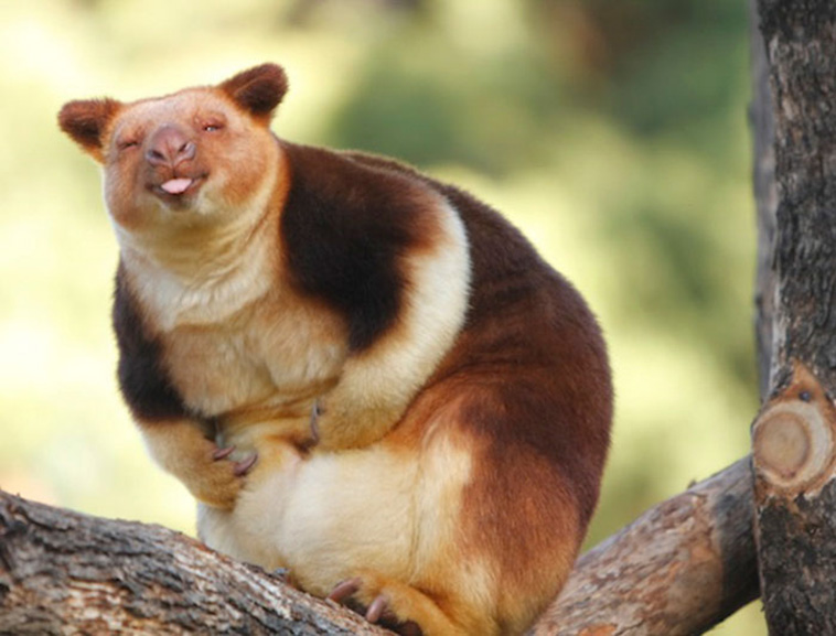 Tree-Kangaroos 